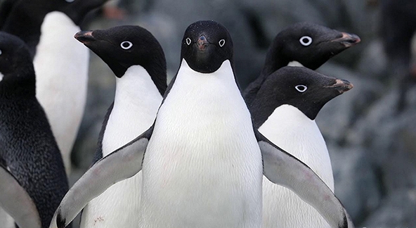 Phân chim cánh cụt, “vũ khí” bất ngờ trong cuộc chiến chống biến đổi khí hậu