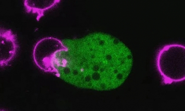 Phát hiện ký sinh trùng nguy hiểm “đội lốt” tế bào người để né hệ miễn dịch