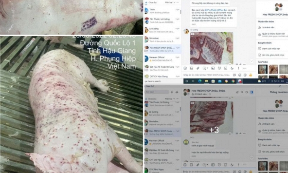 Vụ “tố” bán thịt heo bệnh ra thị trường cơ quan chức năng vào cuộc, C.P. Việt Nam nói gì?