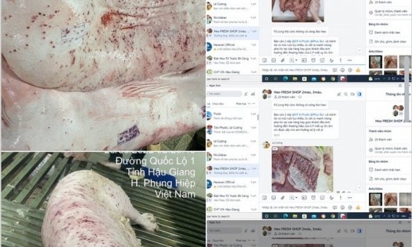 Công ty C.P. và lò mổ thừa nhận có heo bệnh, khẳng định đã tiêu hủy, không bán ra thị trường