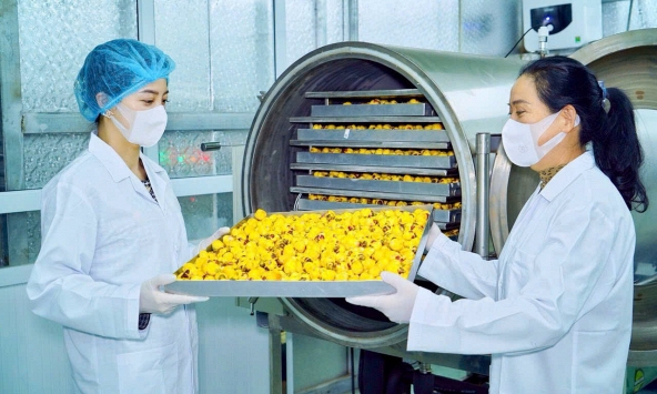 Trà hoa vàng Ba Chẽ từ rừng sâu ra thị trường: Hành trình đánh thức tiềm năng dược liệu quý 