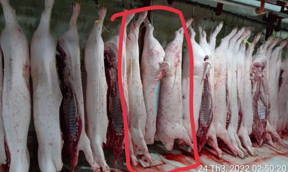 Ông Liễu Quý Ngân tiếp tục tung bằng chứng tố C.P Việt Nam giết mổ, phân phối thịt heo bệnh