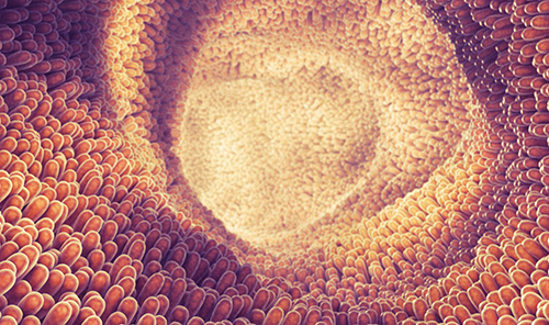 Giải mã cơ chế miễn dịch bảo vệ con người khỏi dị ứng thực phẩm