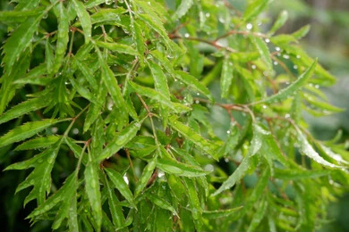 Trà Vinh nghiên cứu thành công quy trình sản xuất bột và trà hòa tan từ cây đinh lăng lá nhỏ