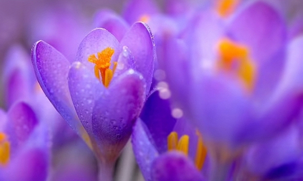 Bạn có thật sự đang thấy màu tím, hay chỉ là một “phát minh” của não bộ?