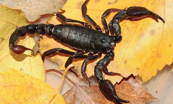 Nọc bọ cạp Amazon, hy vọng mới trong cuộc chiến chống ung thư vú 