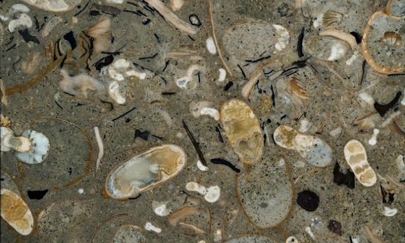 Phát hiện 40 loài mực cổ chưa từng biết đến trong khối đá 100 triệu năm tuổi