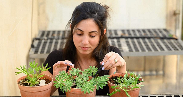 Gal Raviv, người gieo mầm đam mê bảo tồn thực vật giữa biến động