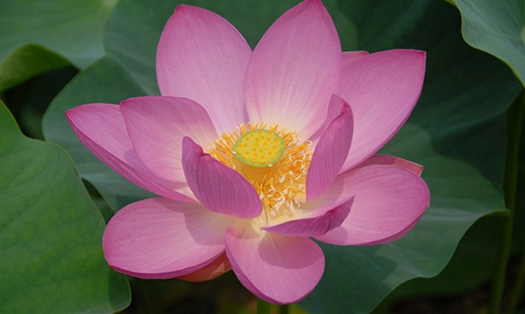 Hoa sen bung nở từ hạt giống 3.000 năm tuổi tại Nhật Bản