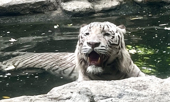 TP.HCM: Hổ trắng quý hiếm ở Thảo Cầm Viên chết vì bệnh