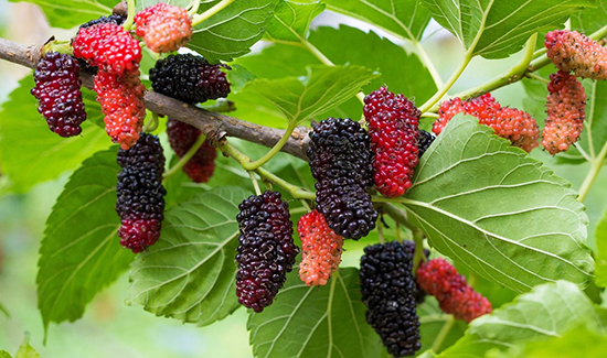 Phát hiện hợp chất chống ung thư cổ tử cung từ cây dâu tằm