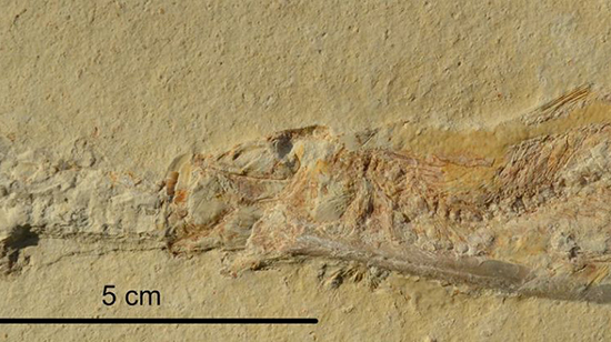 Hàng loạt hóa thạch cổ hé lộ cái chết kỳ lạ của loài cá kỷ Jura