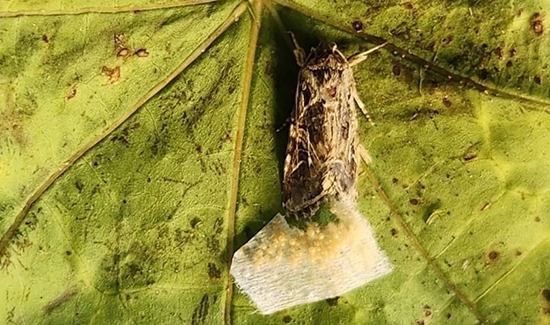 Phát hiện côn trùng có thể nghe được cây cối “trò chuyện”