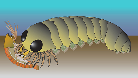 Hóa thạch 500 triệu năm hé lộ nguồn gốc bất ngờ của loài nhện