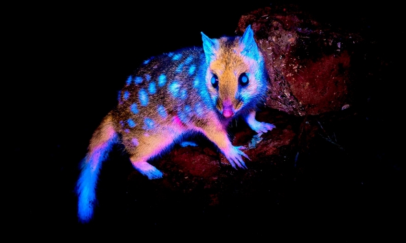 Những khoảnh khắc diệu kỳ của Giải thưởng Nhiếp ảnh khoa học Beaker Street