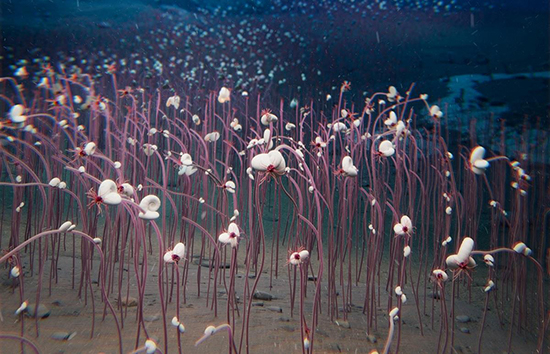 Sự sống của hệ sinh thái “ăn hóa chất” ở độ sâu hơn 9.500m dưới đáy đại dương