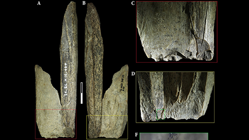 Bỉ phát hiện công cụ 130.000 năm tuổi làm từ xương sư tử hang động