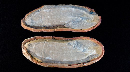 Mỹ phát hiện ba “thế giới” cổ đại nguyên vẹn dưới lòng đất bang Illinois