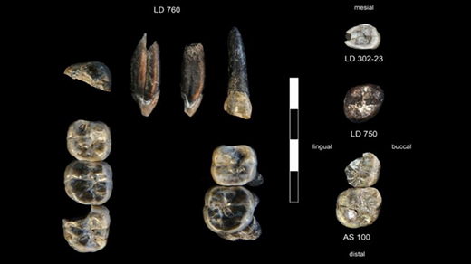 Phát hiện loài người cổ chưa từng biết đến tại Ethiopia