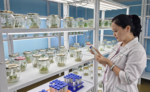 Nữ tiến sĩ với dự án xanh hồi sinh đất nhiễm mặn bằng kỷ tử đen