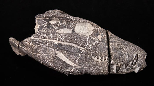 Argentina phát hiện hóa thạch “siêu thú săn mồi” 70 triệu năm tuổi