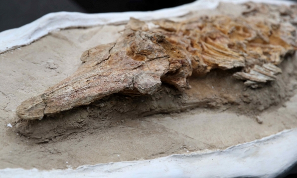 Hóa thạch cá heo cổ đại niên đại hàng triệu năm lộ diện giữa sa mạc Peru