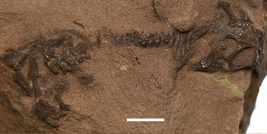Phát hiện hóa thạch loài bò sát cổ đại tồn tại trước cả khủng long