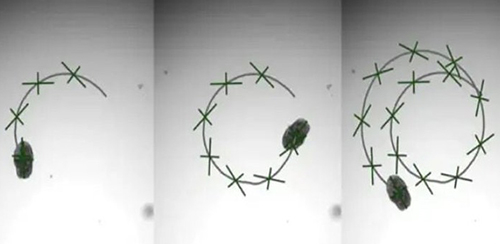 Robot sống siêu nhỏ từ tế bào phổi người mở ra kỷ nguyên mới cho y học