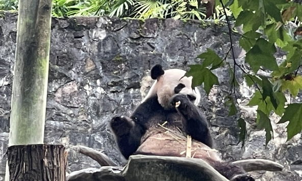 Gấu trúc – Những 'ông, bà hoàng lười biếng' đáng yêu nhất tại Công viên Gấu trúc Thành Đô