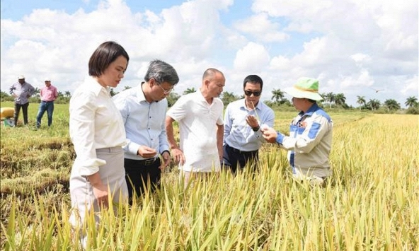 Giống lúa lai Việt Nam “làm nên kỳ tích” trên đất Cuba