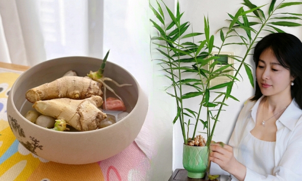 Không ngờ củ gừng bé xíu trong bếp lại là 'bảo bối' phong thủy, giúp cả nhà tôi tránh nồm ẩm mốc, đón vượng khí!