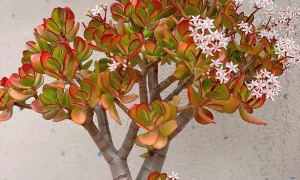 3 cây càng trồng lâu gia đình càng hưng thịnh, con cháu đời sau dễ thành tài 