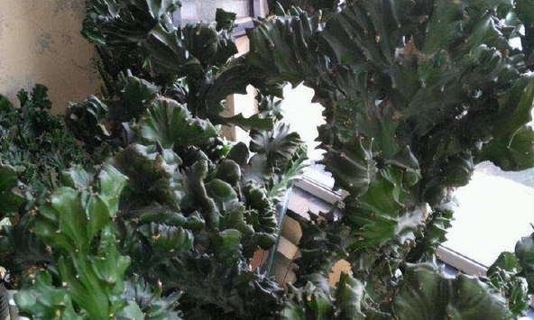 Ông bà dặn không sai: 3 cây đuổi tà ma trừ âm khí, nhà nào cũng nên trồng