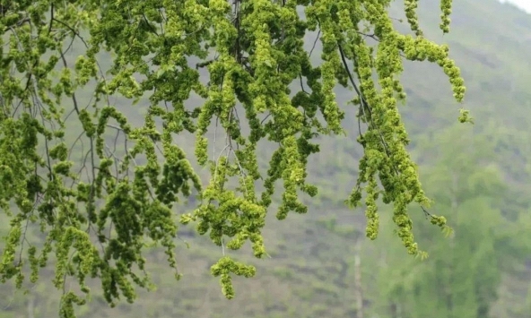 Người xưa dặn kỹ: 5 cây trước nhà KHÔNG nên chặt kẻo tán tài, con cháu lụi bại