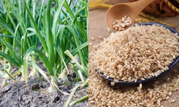 Trong cuộc sống hàng ngày, có 4 loại thực phẩm nảy mầm không những không 'độc' mà còn tốt hơn - có khi bạn đã từng vứt bỏ chúng