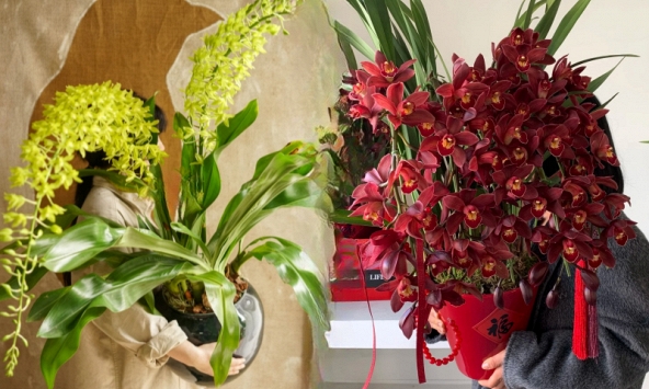 Tết Nguyên đán năm nay mà nhà không có 1 chậu địa lan thì đúng là 'phải tội': Học 3 cách chăm từ giờ để hoa nở đầy phòng khách