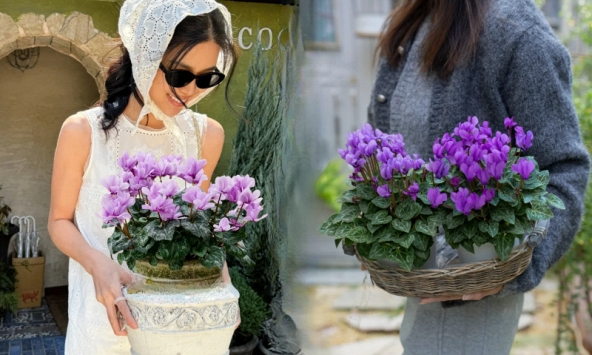 Hoa anh thảo đang hot, vừa dễ trồng lại giúp nhà thêm phúc khí, hoa nở từ Noel đến sau Tết, chị em tha hồ mà chơi