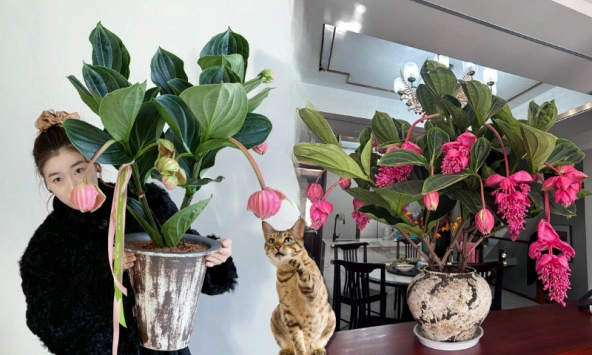 Giới chơi cây đang mê tít hoa bảo liên đăng: Loài hoa hồng rủ như đèn chùm, giúp phòng khách sang như resort