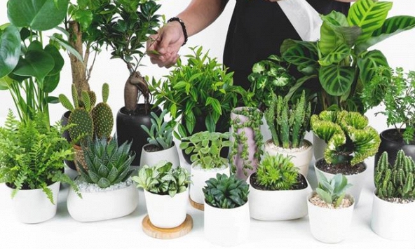 Bàn làm việc trống trơn dễ chán nản: thêm 1 chậu cây phong thủy, “đuổi” stress, kéo lương thưởng, tài lộc đầy túi