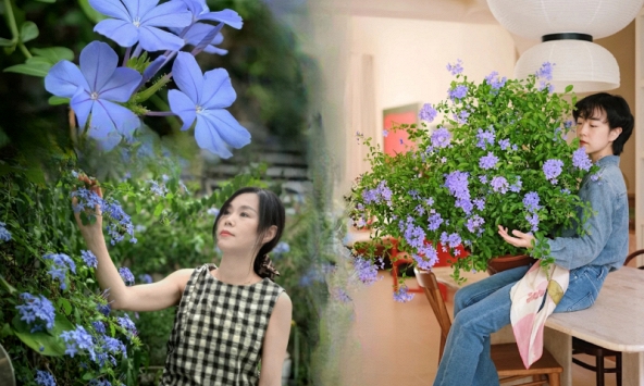 Hoa thanh xà đang được hội mê cây săn lùng: Dễ trồng, dễ “bùng nở”, góc nhà lên hình đẹp như trời Tây