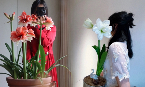 Nhiều chị em đang mê đắm loài hoa này: Cắm bình cũng đẹp, để cả chậu cũng sang, Tết nhìn là thấy giàu