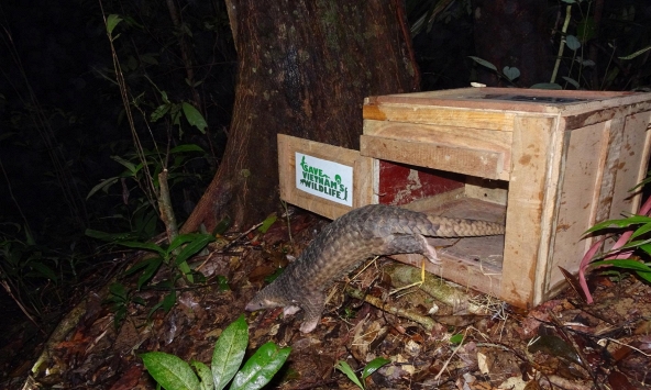 Lần đầu tiên trên thế giới: Người Việt đưa công nghệ bậc nhất vào nơi hẻo lánh để bảo vệ 'xuyên sơn giáp'