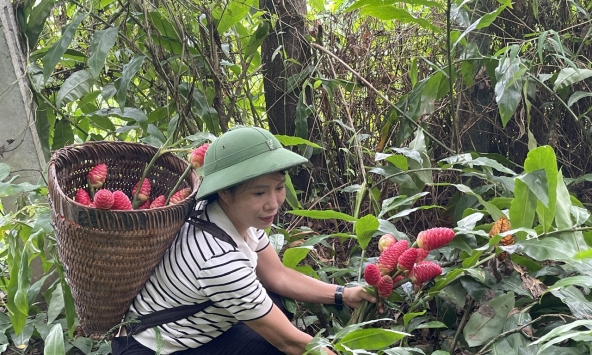 Dược liệu Việt Nam: Giàu tiềm năng nhưng còn nhiều “nút thắt” trên hành trình vươn ra thị trường lớn