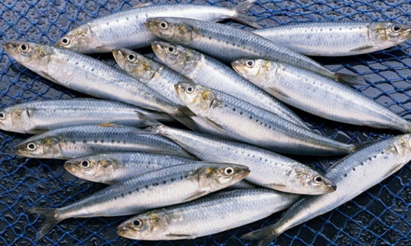 Ra chợ gặp loại cá này thì mua ngay kẻo tiếc: Cá tự nhiên ít nuôi nhân tạo, không nhiễm thủy ngân