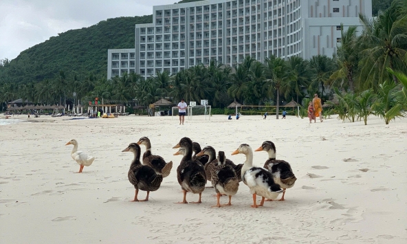 Tình hình hiện tại của đàn vịt dạt vào resort của ông Phạm Nhật Vượng: 6.000 lượt bình luận khiến Vinpearl Nha Trang phải căng não 