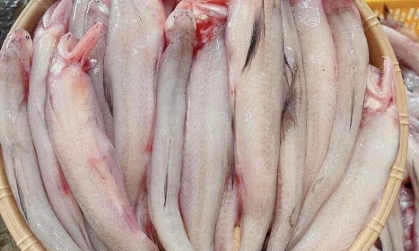 Loại cá thịt mềm như cháo, gặp nước là tan, người sành ăn nhìn thấy thì mua vội