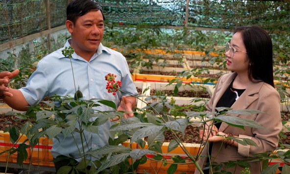 Vua sâm Ngọc Linh kể chuyện giữ ‘quốc bảo’ giữa ma trận sâm giả tràn lan