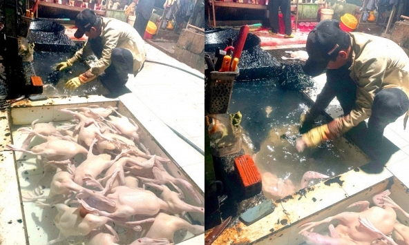 Cảnh tượng hãi hùng và dung dịch lạ màu đen trong một lò mổ