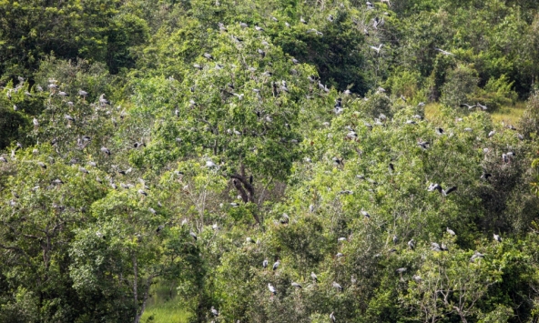 Chim quý tưởng như sắp tuyệt chủng bỗng xuất hiện liên tục, bay cả vào nhà dân: Nhiều người Việt vui mừng