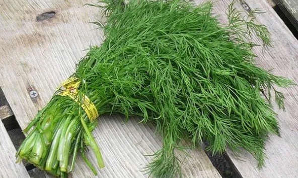 Rau thì là: Thứ rau rẻ tiền nhưng được ví như “vị thuốc xanh” cho cơ thể - nhưng không phải ai cũng ăn được